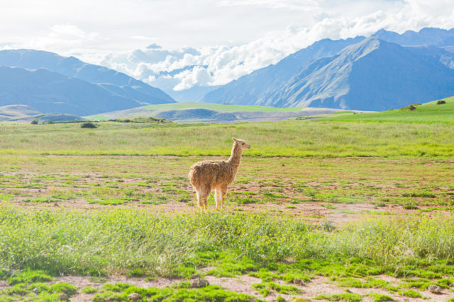 Llama in the sacred valley of Peru - Vacation in Peru Without Visiting Machu Picchu