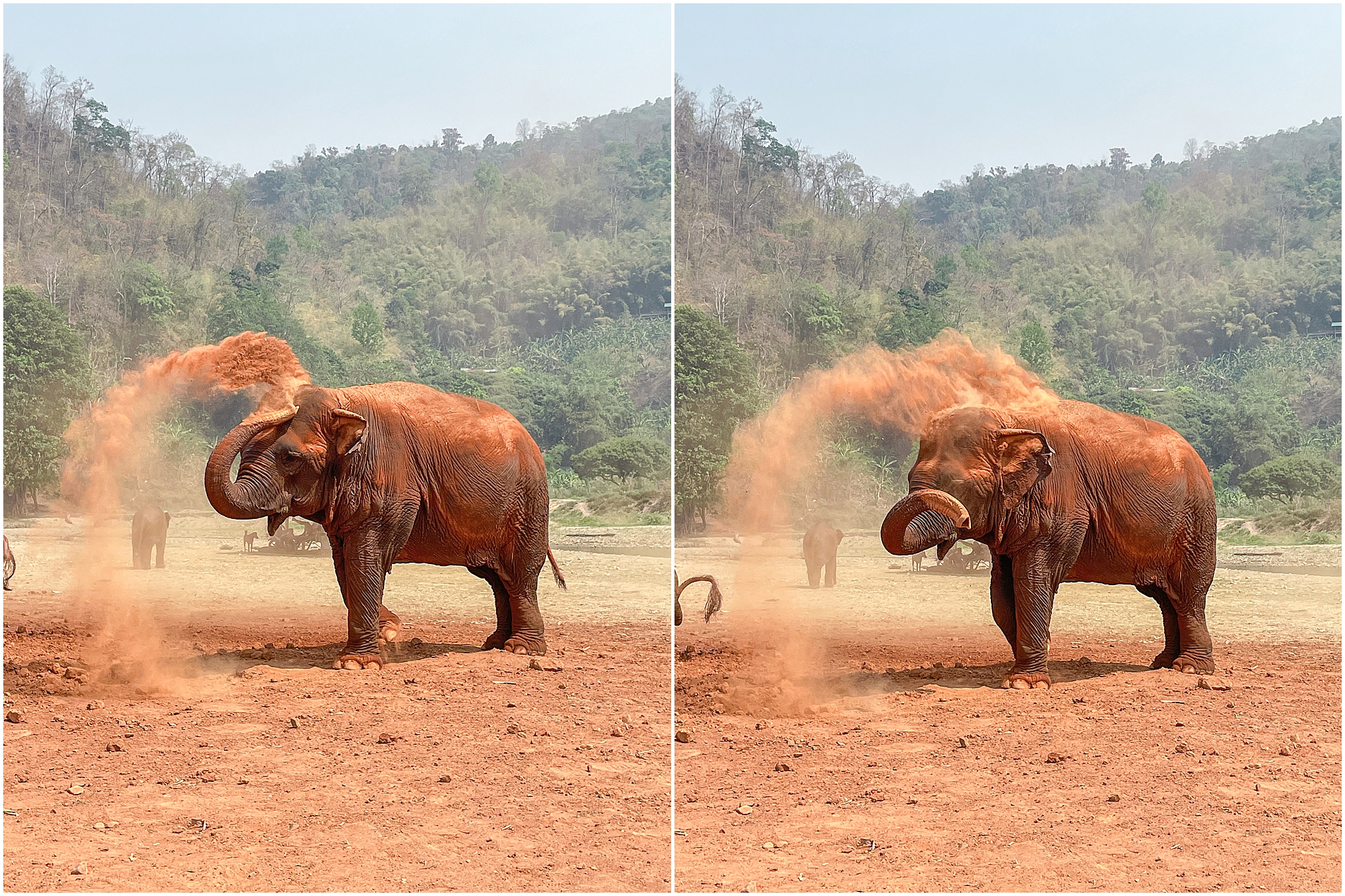 Elephant Nature Park: Ethical Vs Non-Ethical Animal Sanctuaries in Chiang Mai, Thailand