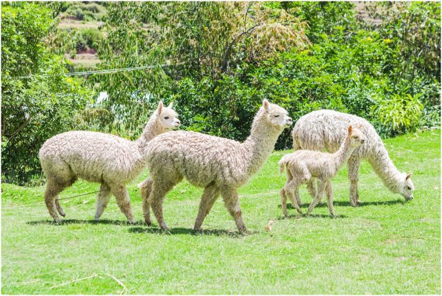 Llamas in Ollantaytambo