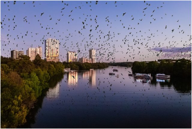 Austin Texas, congress bridge, bats, 