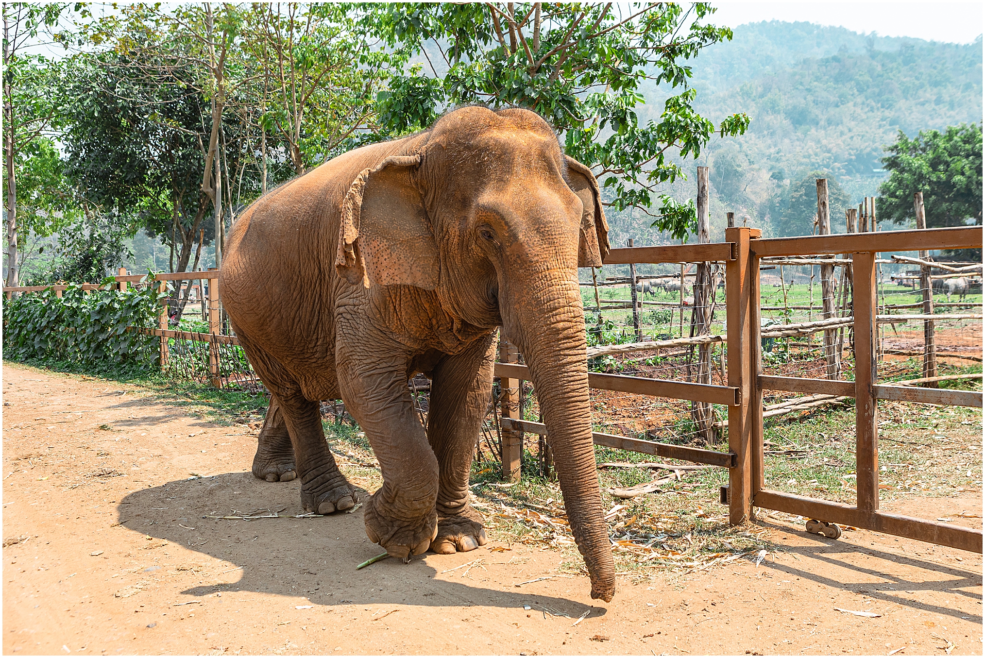Elephant Nature Park: Ethical Vs Non-Ethical Animal Sanctuaries in Chiang Mai, Thailand